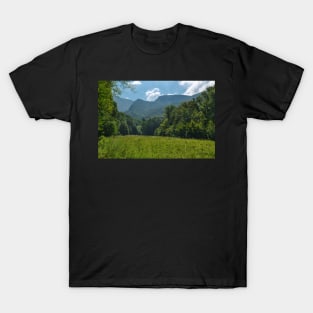 Deciduous forest in the summer T-Shirt